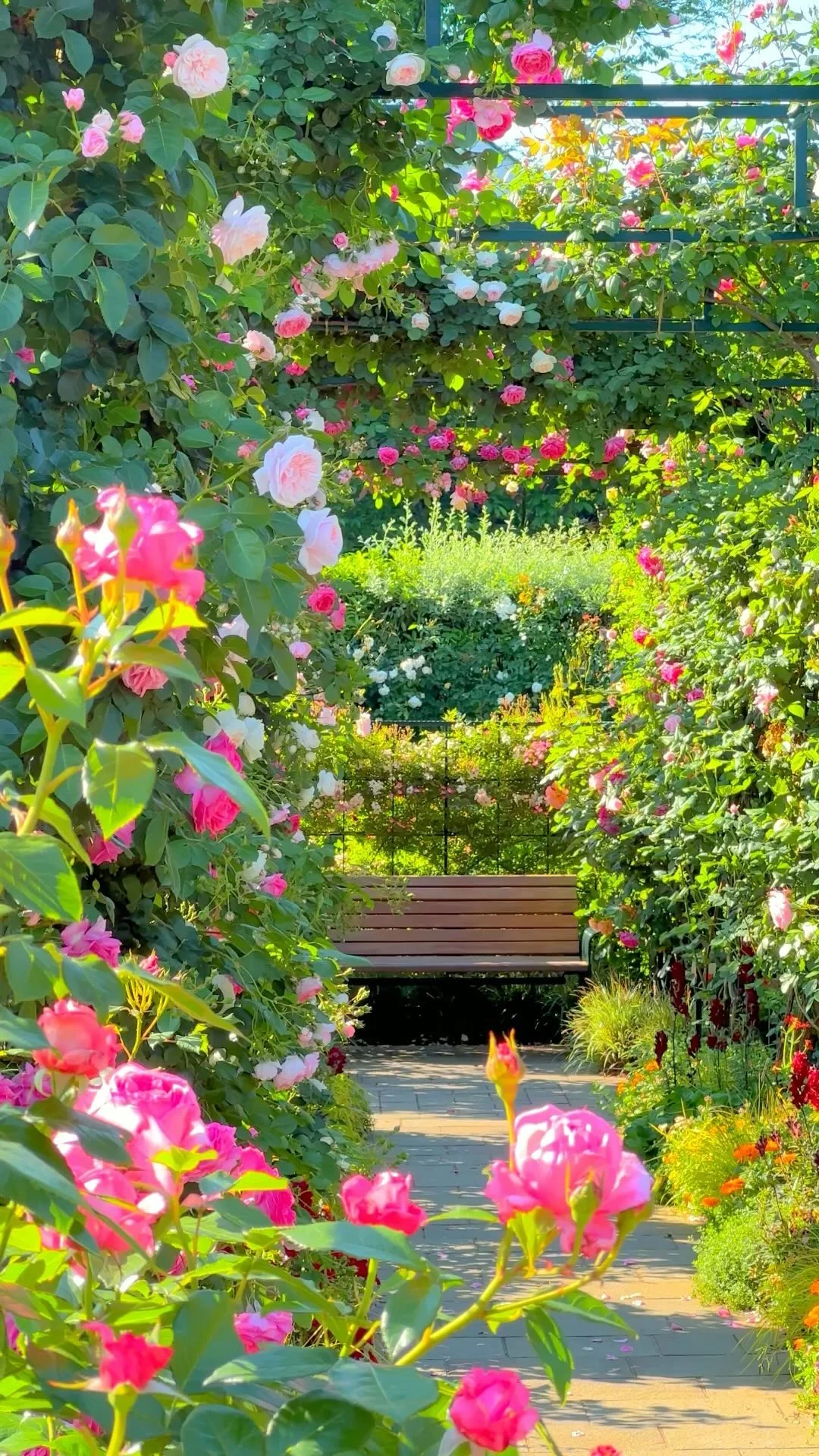 Rose garden at Minato-No-Mieru Oka Park in Yokohama city near Tokyo.I was very glad to see this scenery again this year.This park was opened in 1962 on a hilltop overlooking the Yokohama bay.The rose garden in the spring and the fall is especially famous.Even though I went there at 6:00 AM, it was more crowded than I expected, so it was difficult to take a video without letting people in.—🌹The best time to see roses : between the mid and late May.💴Admission fee : free.📍Access : 10 minutes walk from Motomachi Chukagai Station.🤳This video was taken on 10 May 2024 by #iPhone14ProMax.
*
*
今年も見れました、港の見える丘公園 in 横浜。
横浜港をのぞむ高台にある公園で、特に春と秋に咲くバラが人気です。
朝6時に行ったのですが思った以上に人が多く、無人の動画を撮るのが難しかったです💦
📲2024/5/10 *
#cnntravel #bbc_travel #shotoniphone #natgeotravel #retrip_nippon #lonelyplanet @instagram #wonderful_places #matcha_jp #earthbestshots #jalan_travel #横浜 #yokohama #橫濱 #요코하마 #横滨 #rose #roses #roses🌹 #rosesofinstagram #rosestagram #roseslover #roseslovers #rosegarden #港の見える丘公園 #バラ #薔薇 #ばら #roseflower