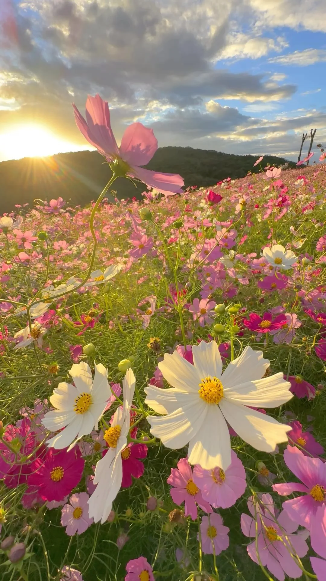 Sunset and cosmos flowers at Hana no Station Sera in Hiroshima prefecture.
This year I knew for the first time