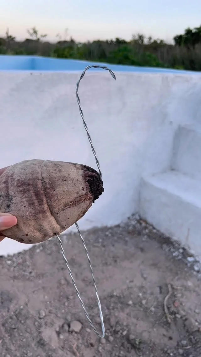 Episódio: fazendo os flamingos de coco seco 🦩🦩🦩🥥🥥🥥
#love #reels #fyp