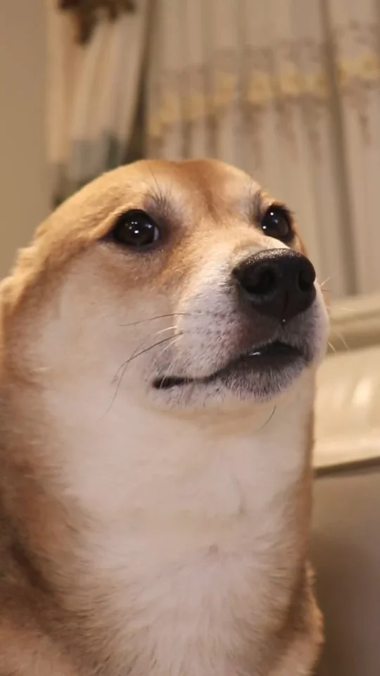 vibin with Seal Winnie🎷💃
.
#dogstagram #dogsofinstagram #cutedog #cute #dog #doggo #doglovers #shibagram #sh