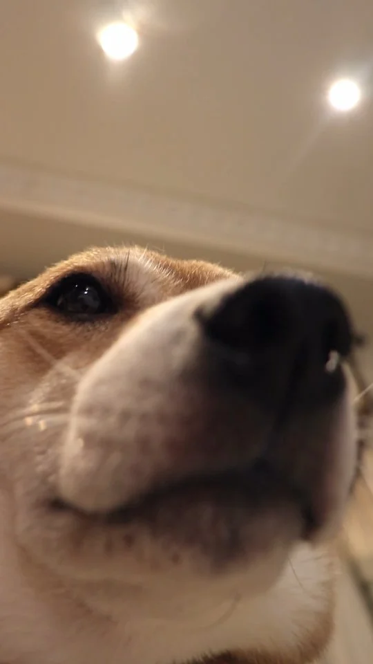 🔴 + 🟡 = 🦭
.
#doglovers #shibainu #explore #doggo #cutedog