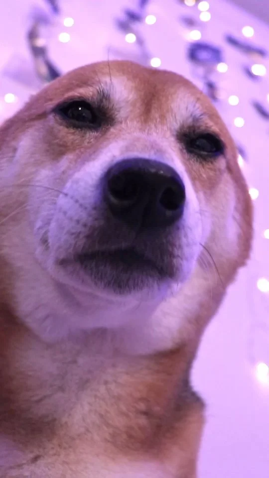 Lyrics?🤔🙅‍♂️ Vibes?😊👌🗿
.
#cutedog #doglovers #shibainu #explore #doggo
