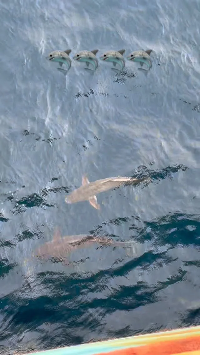 Phli Bar Shark Dekha Main💀🦈🦈 #shark #explore #uttarpradesh #merchantnavy #video